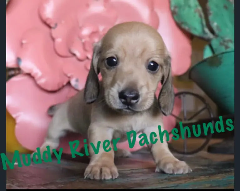 Dachshund Puppies for Sale : Products!
