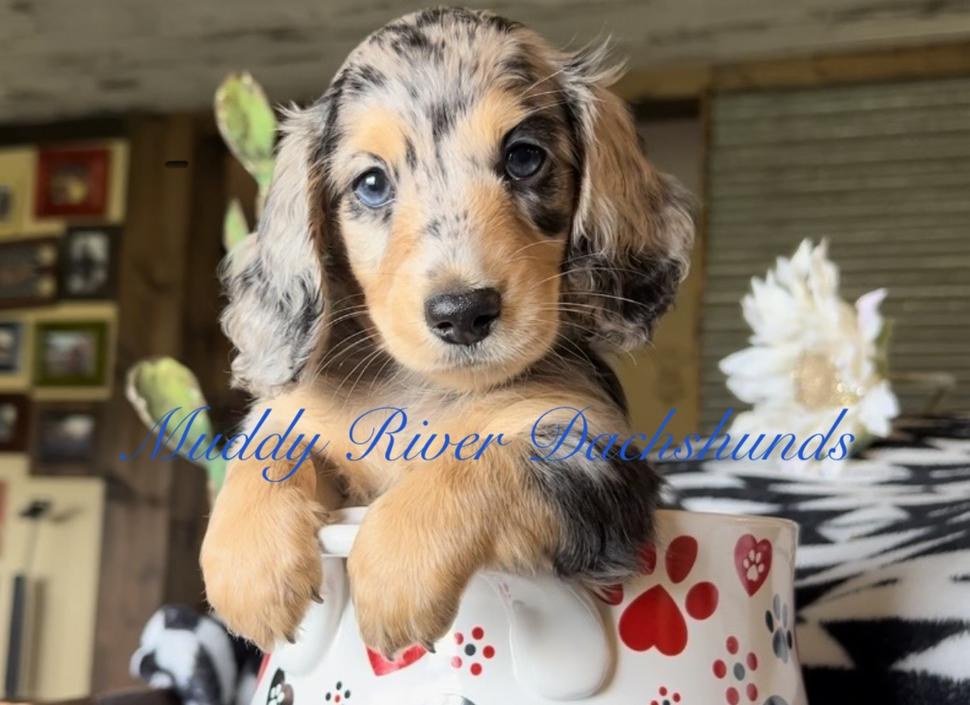 Miniature Dachshund Puppies of South and Central Texas